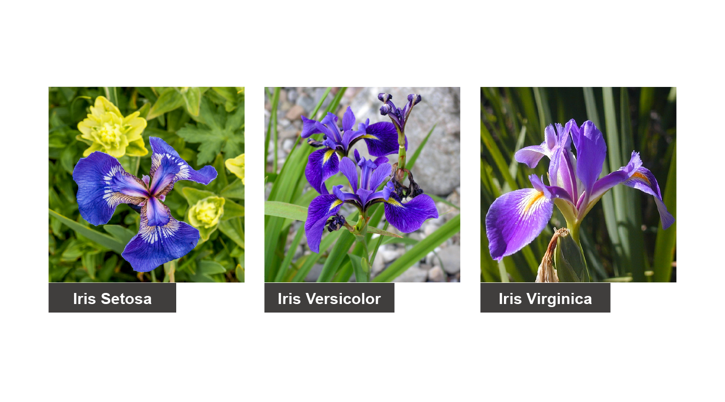 3 classes of iris flower.