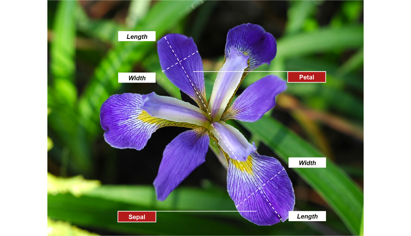 4 measurements of sepals and petals.