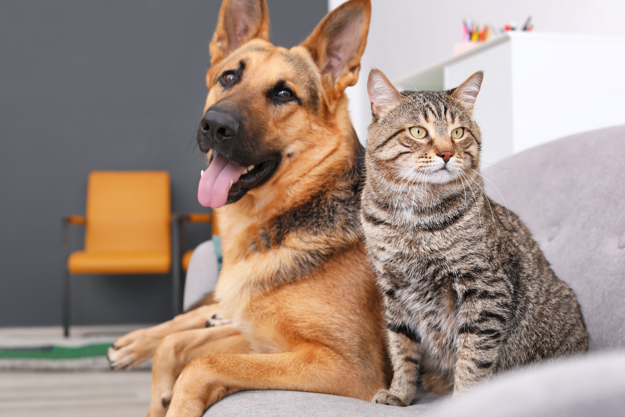 Image of a German Shepherd dog and a Tabby cat