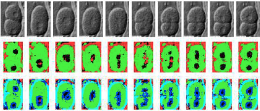 Images of C. elegans embryos and segmentation results with colour-coded regions.