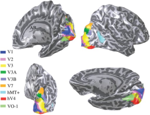 Multiple retinotopic maps.